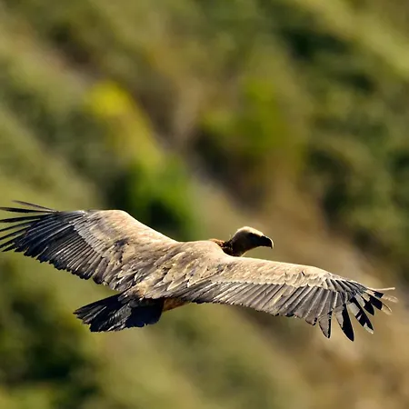 Da Rita Villanova Monteleone